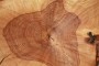 Nr.: A107 Esche  in Einem Stck mit Baumrinde natur Holz geschnitzt gelt Durchmesser ca.78 cm  340,- Versandkosten 14,- 
Holzkunst Holzskulptur wood art home accessoire skulptur0031